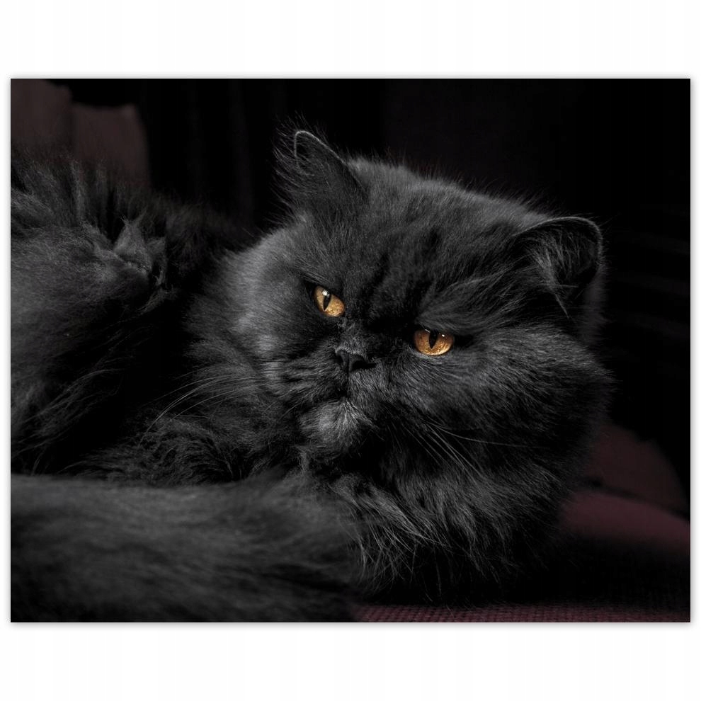 

Plakat 50x40 Kotek Kotki Koty Kicia