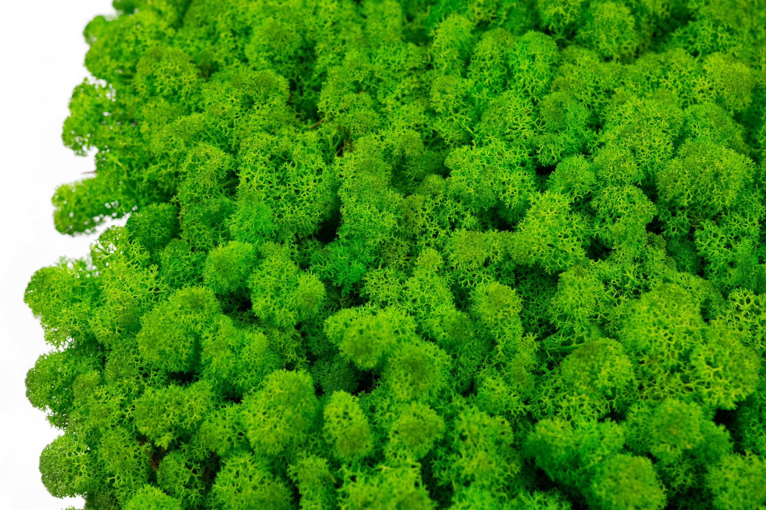 Mech Chrobotek ZIELONY Reniferowy Rodzaj mech chrobotek