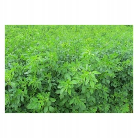 Lucerna siewna 1 kg