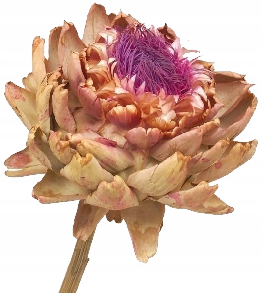 

Karczoch Suszony Kwiat Susz Egzotyczny Artichoke