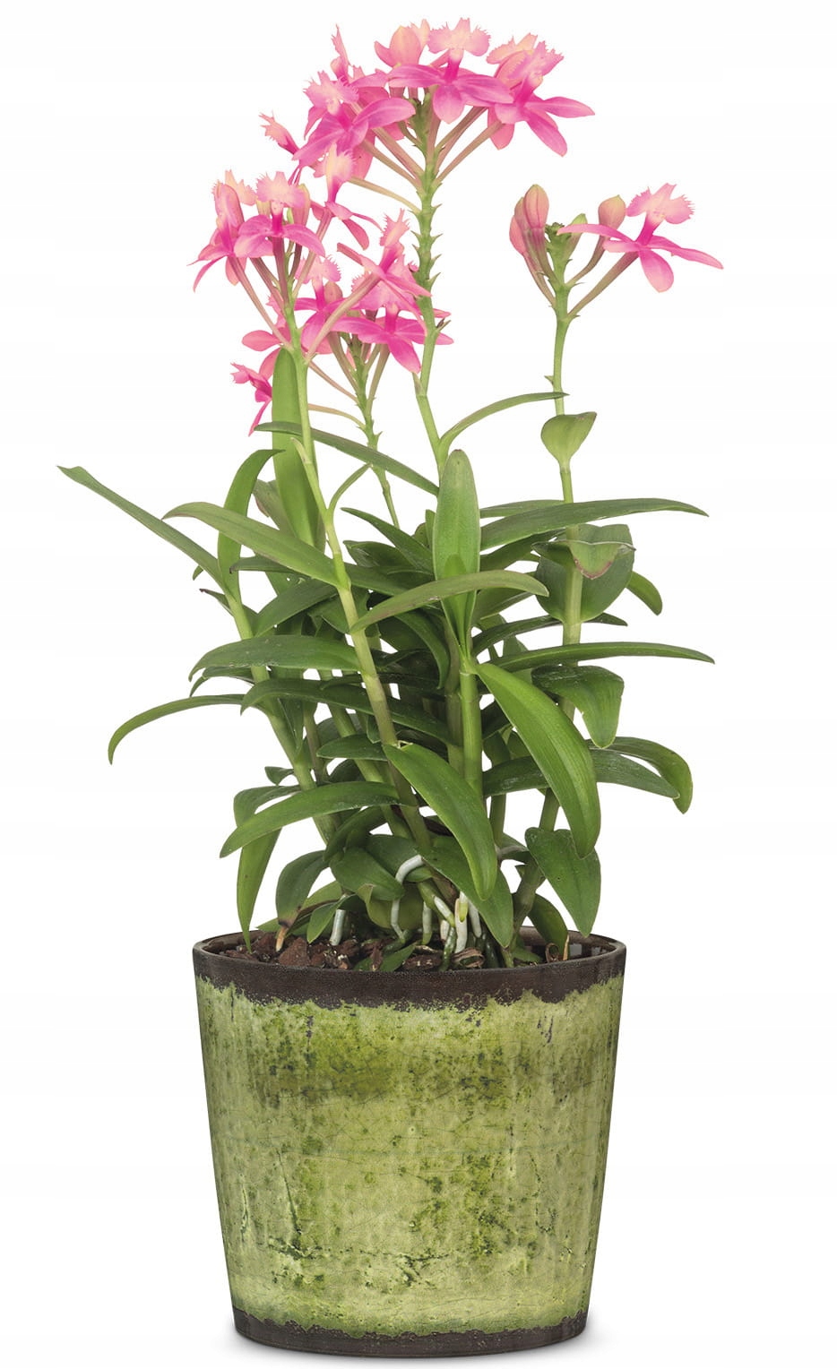 Fioletowa osłonka na doniczkę Scheurich Maks. szerokość 11.6 cm