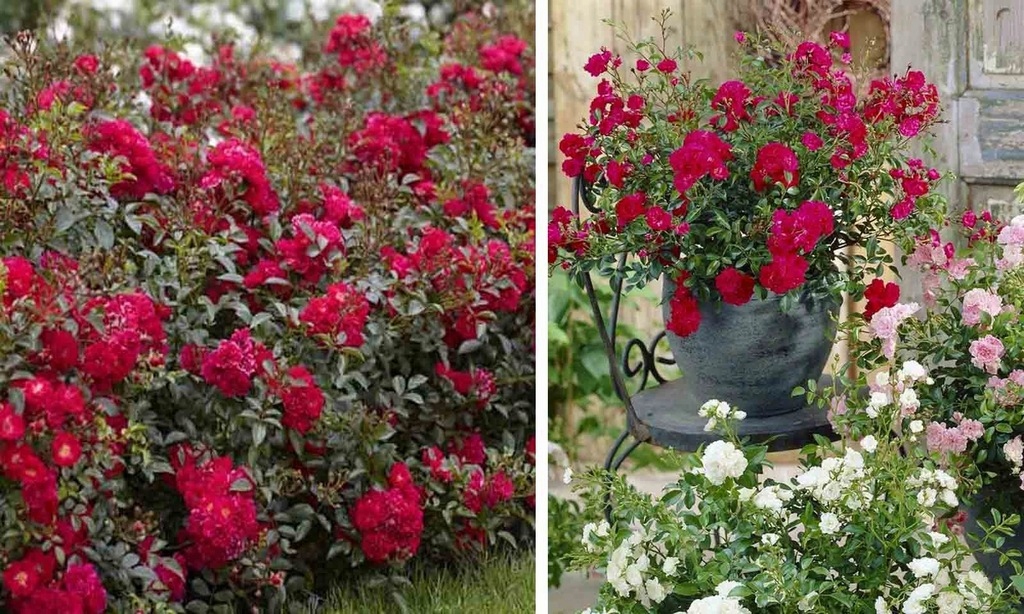 RÓŻA OKRYWOWA RED FAIRY MOREDFAR KARŁOWA P12