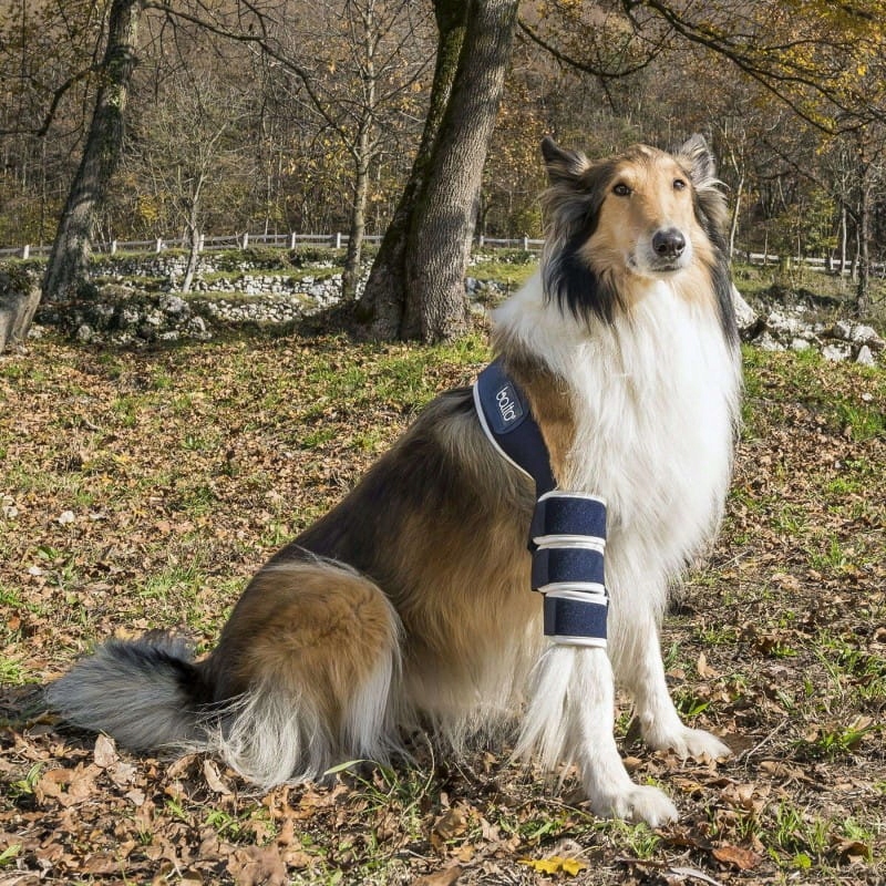 Levně Pravá loketní ortéza pro psa Balto [velikost M]
