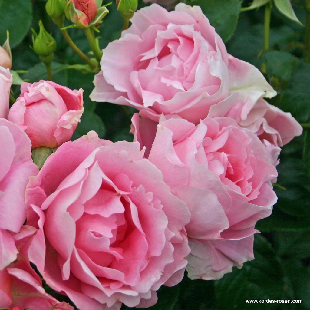 Róża rabatowa POETRY - doniczka 2 l.