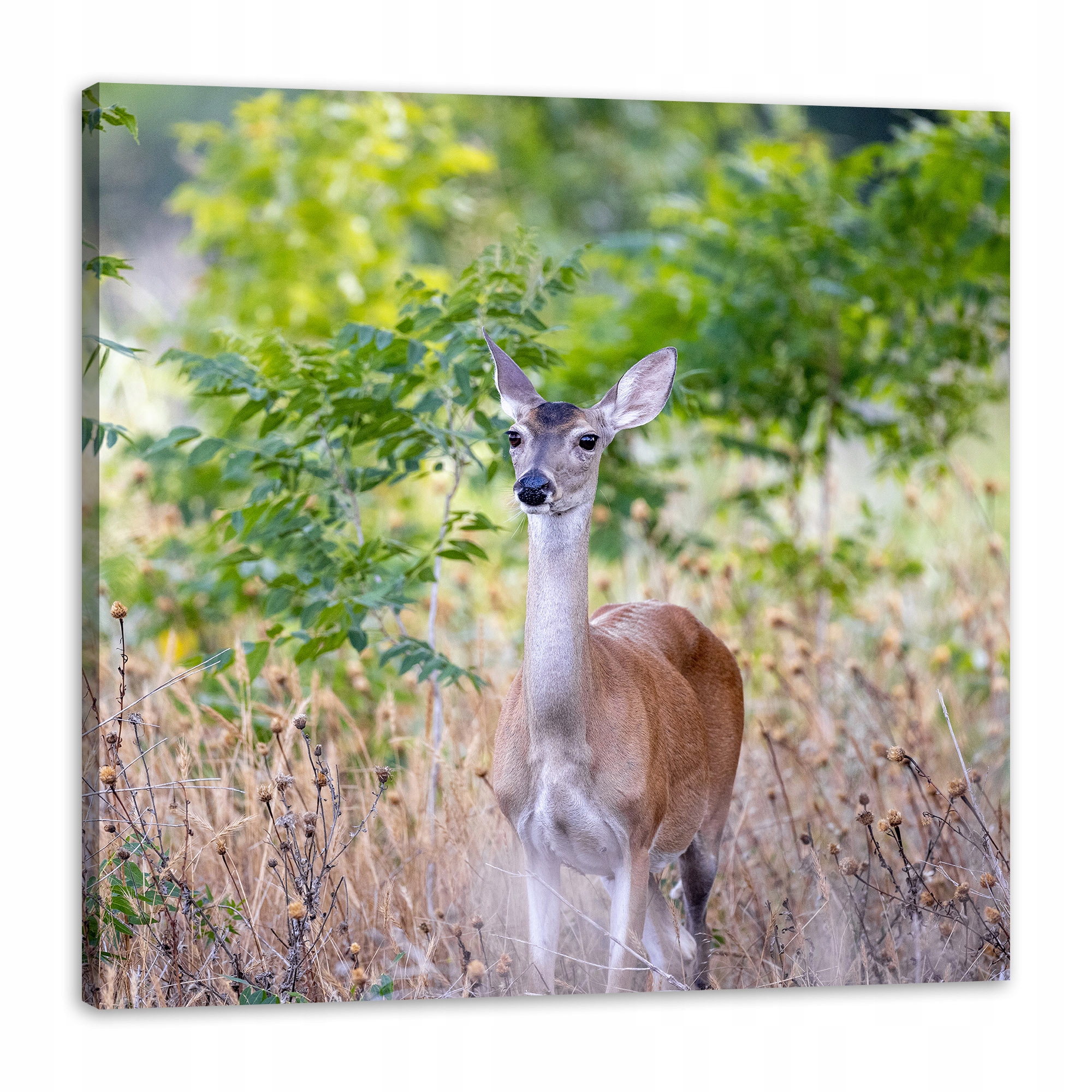 Obraz na plátně Zvířata Srna 80x80 cm