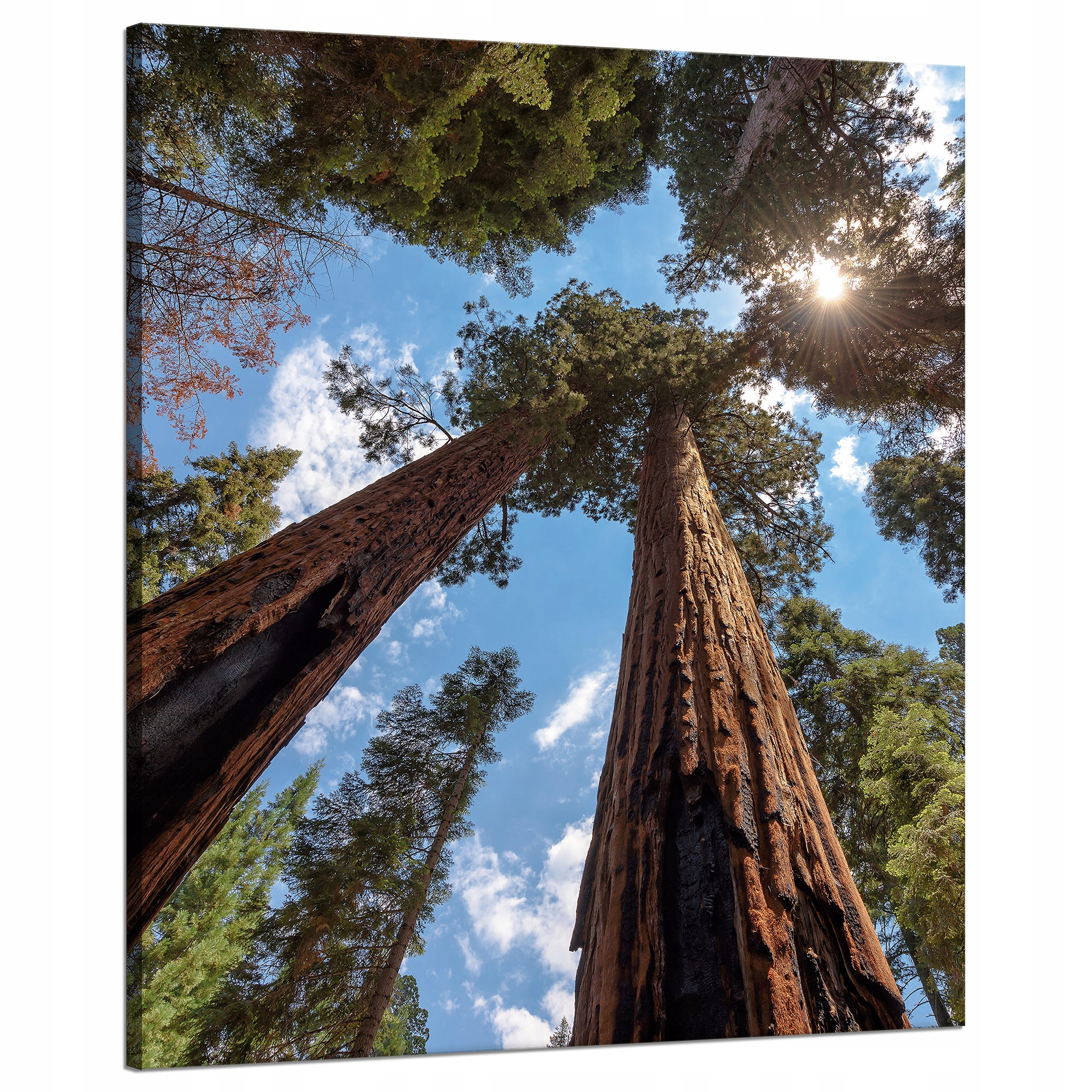 Obraz na plátně Vysoké stromy Nebe Příroda Slunce 80x100 cm