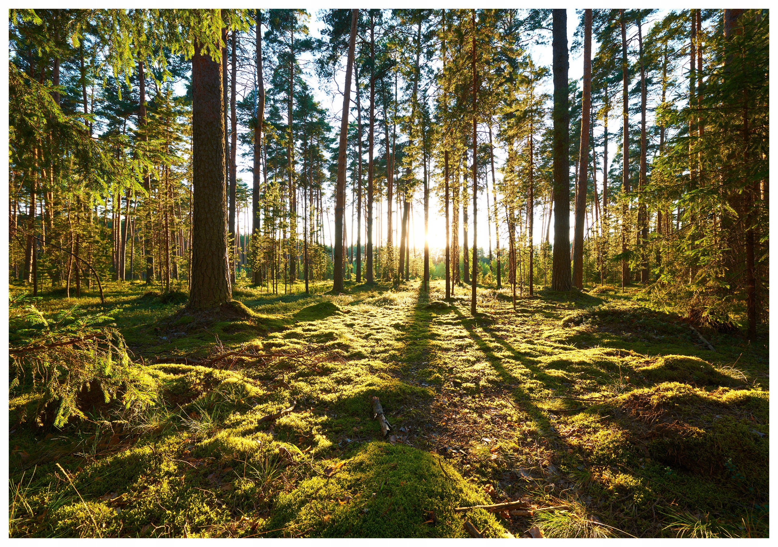 Vliesová fototapeta Les Sluneční paprsky Elegance přírody 200x140 lepidlo