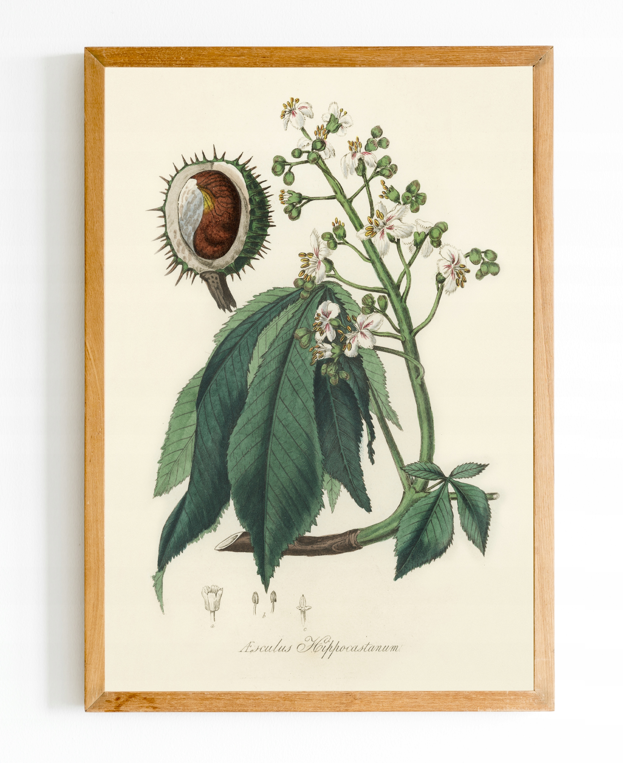 

Obraz plakat Botanik Botanical Rośliny A4 #bn07