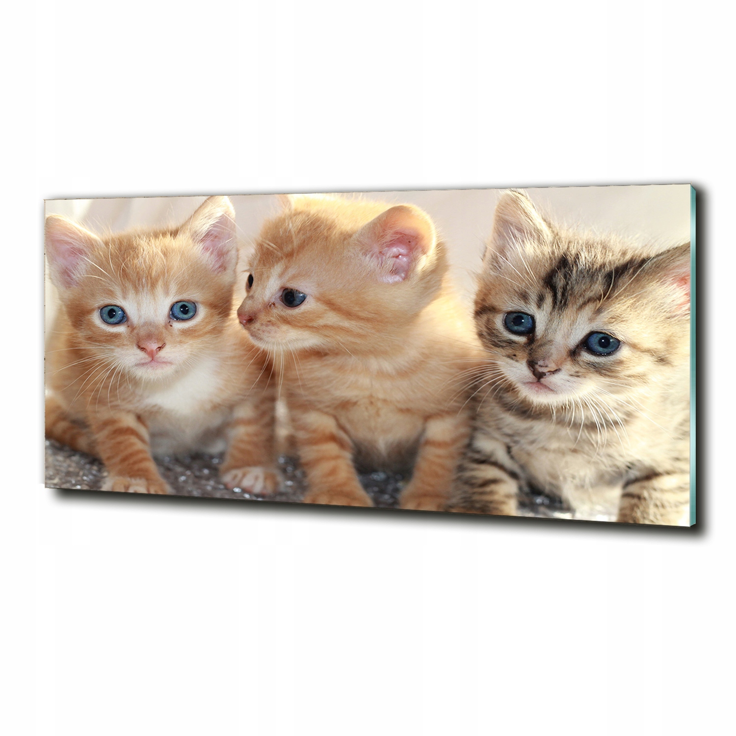 

Foto-Drukowany obraz na szkle Małe koty 125x50
