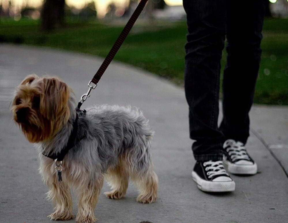 SMYCZ SAMOCHODOWA DLA PSA KOTA PAS BEZPIECZEŃSTWA DO SAMOCHODU 2w1 Materiał dominujący tworzywo sztuczne