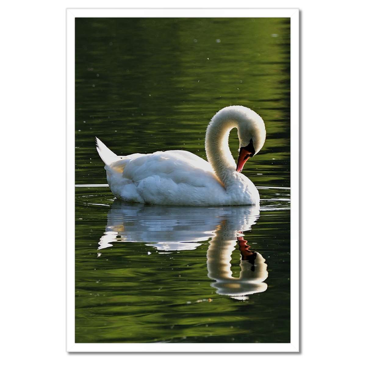 Plakáty v rámu 40x60 Labuť