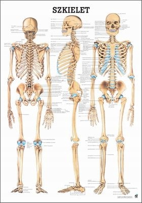 Plakat tablica medyczna anatomiczna Szkielet Człowieka 70x100cm Pl
