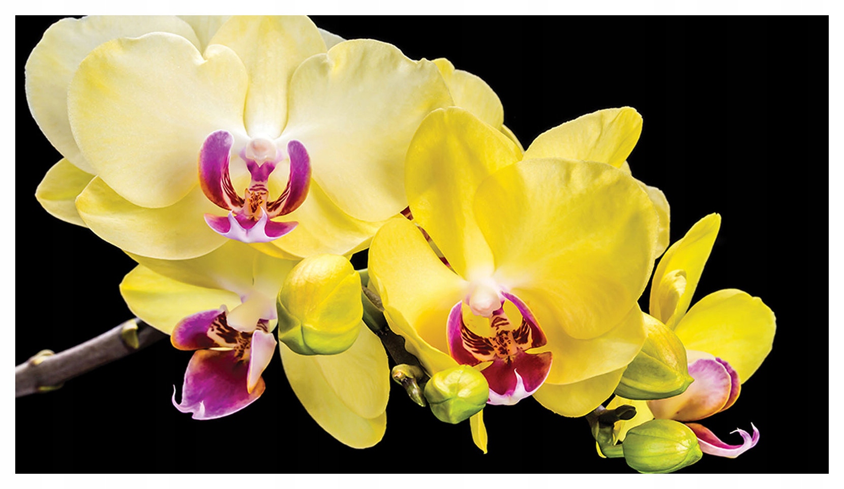 Fototapeta vlies Žlté orchidey na čiernom pozadí Elegancia 368x254 lepidlo