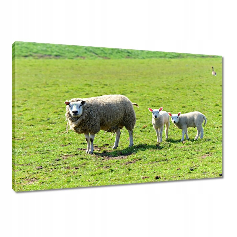 

Obrazy 120x80 Wypas owiec Owieczki Owce