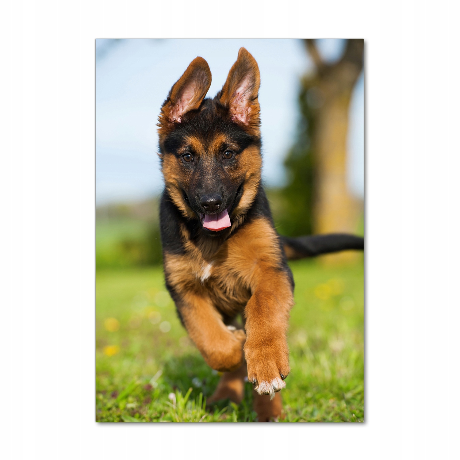 

Foto obraz na szkle Owczarek niemiecki 70x100 cm