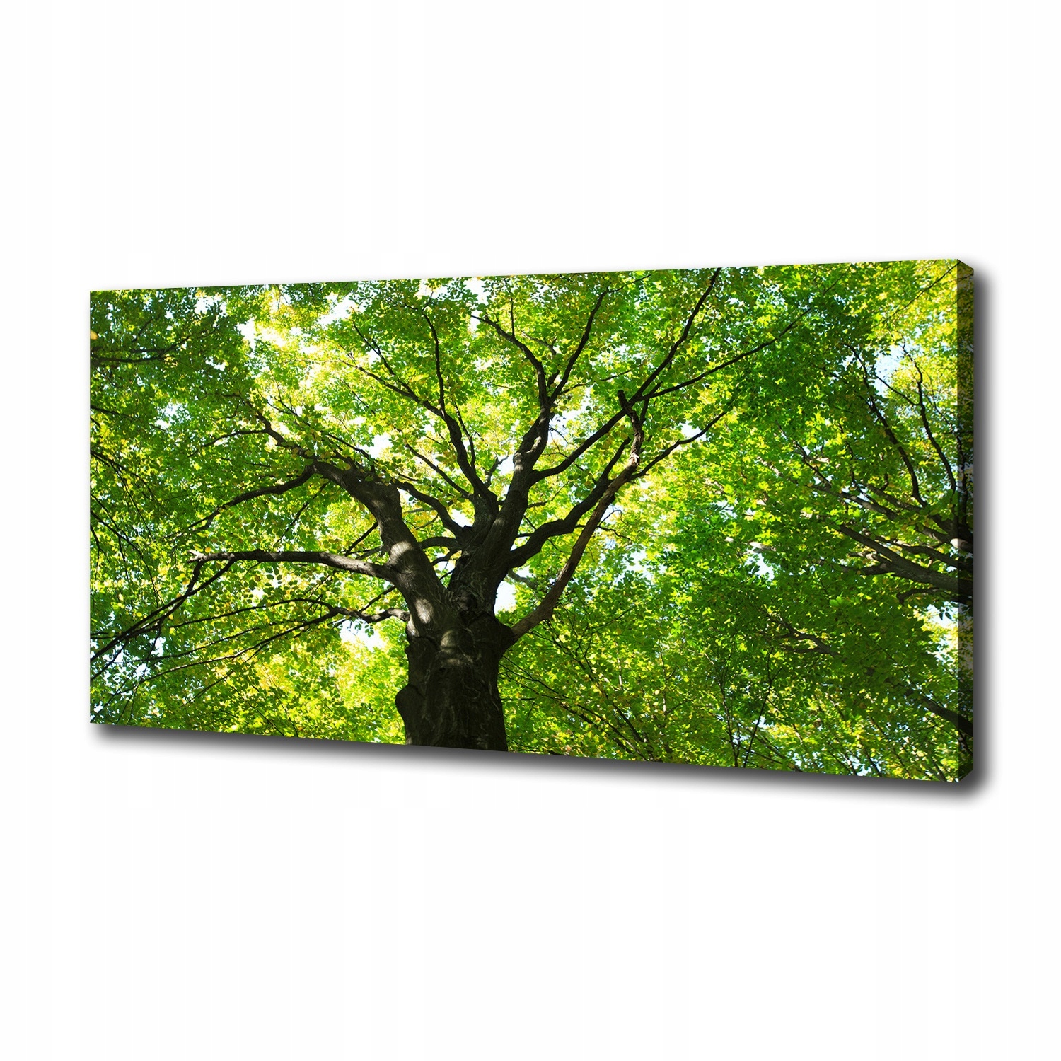 

Foto obraz canvas na ścianę Zielony las 100x50 cm