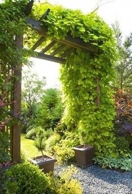 Хмель для быстрой изгороди рассада Humulus Lupulus садовый горшок P9