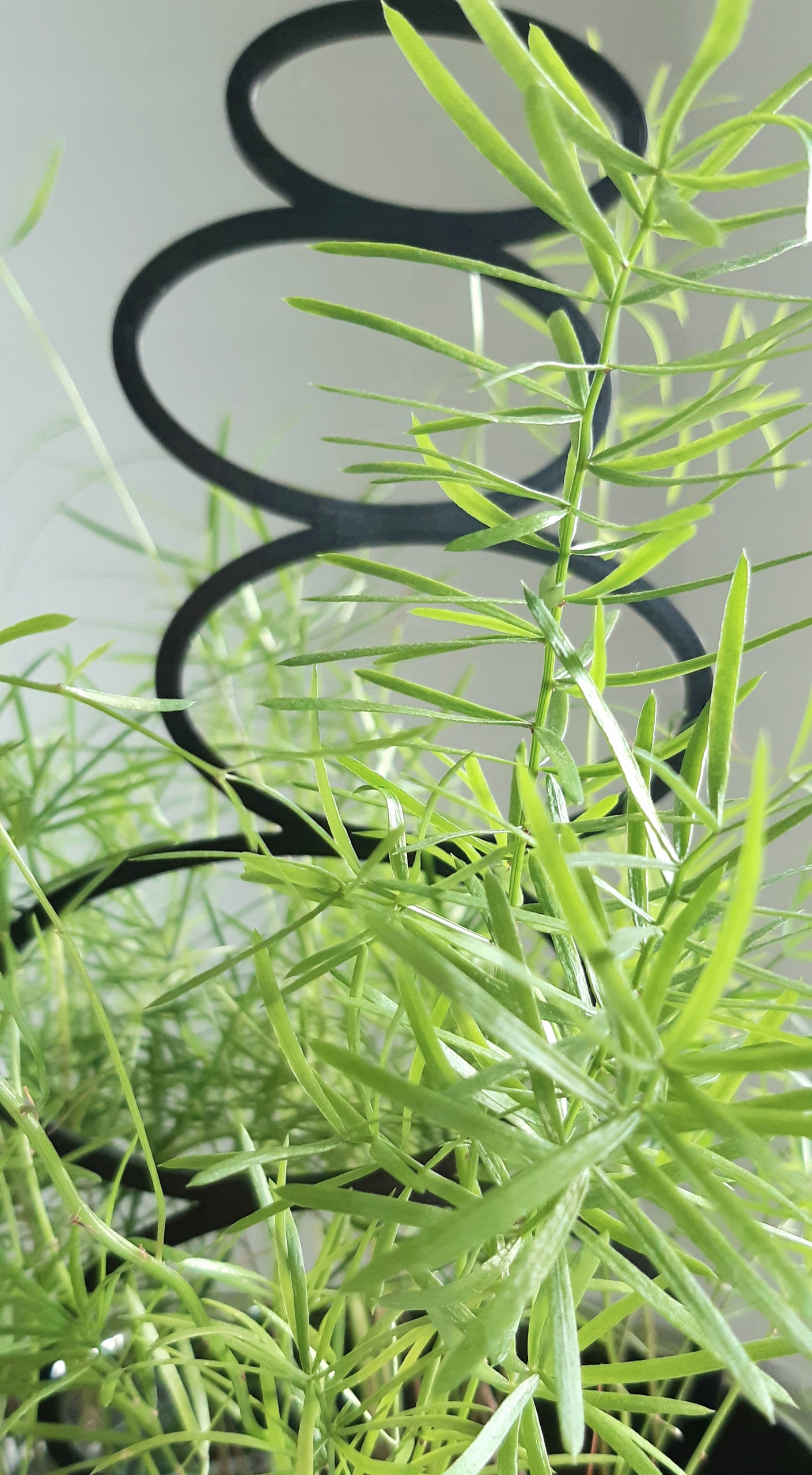 PODPÓRKA KWIATÓW ROŚLIN PERGOLA DRABINKA OWAL 21CM Marka inna