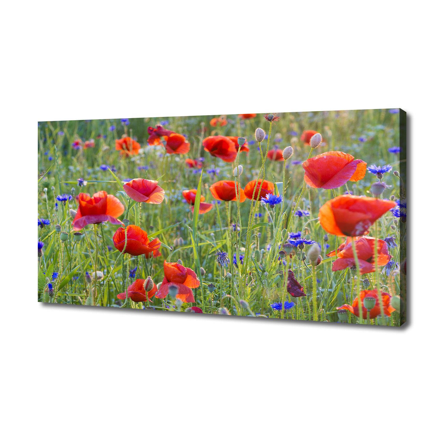 

Foto obraz duży na płótnie Polne kwiaty 140x70 cm
