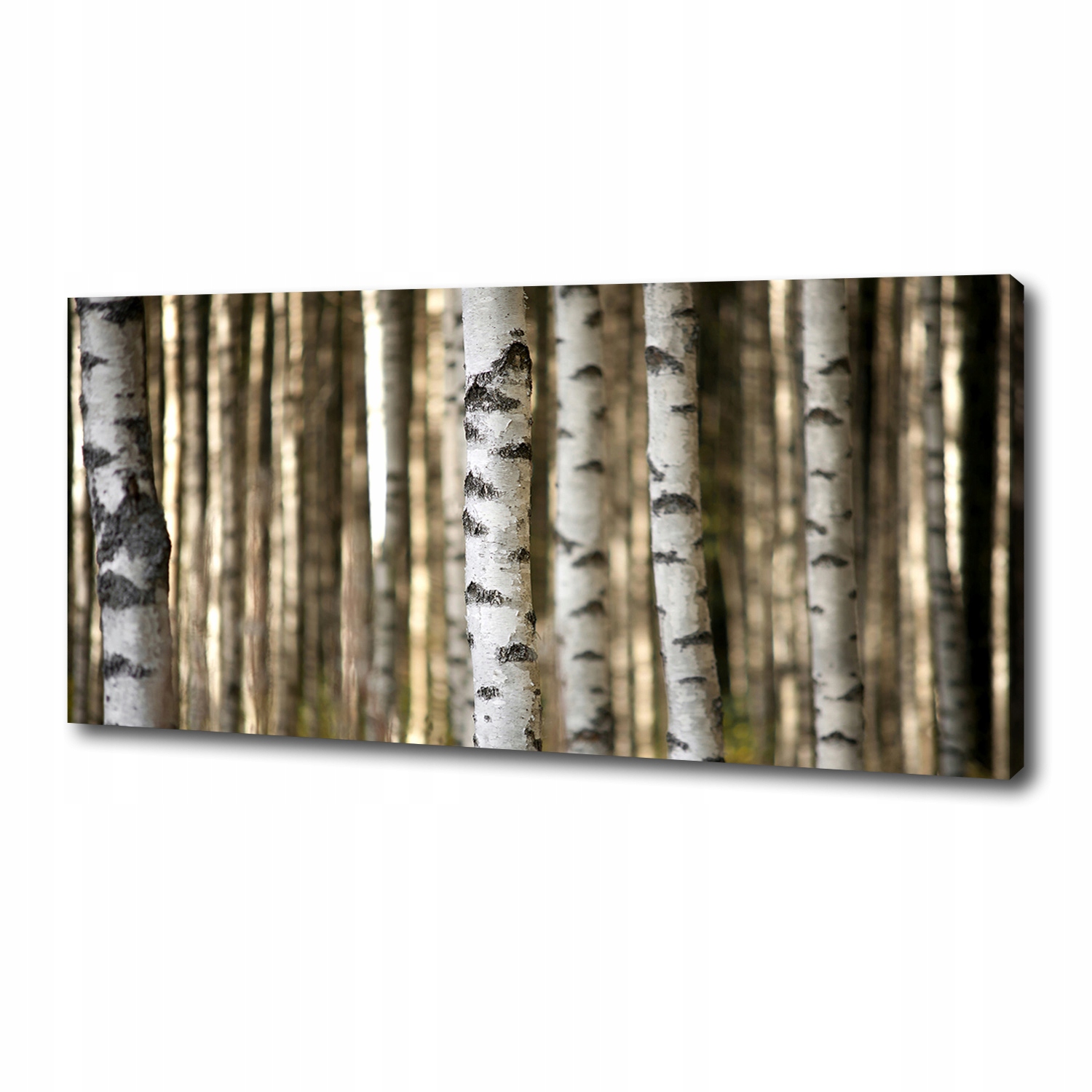 

Foto obraz duży canvas na ścianę Brzozy 125x50 cm
