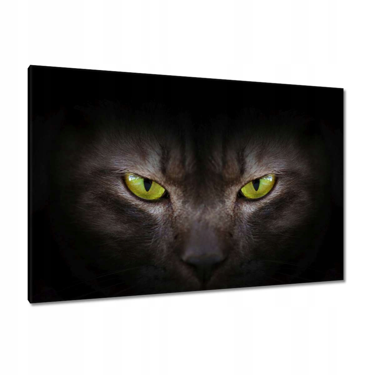 Obrazy 120x80 Kočka Kotě Kočky Kočka