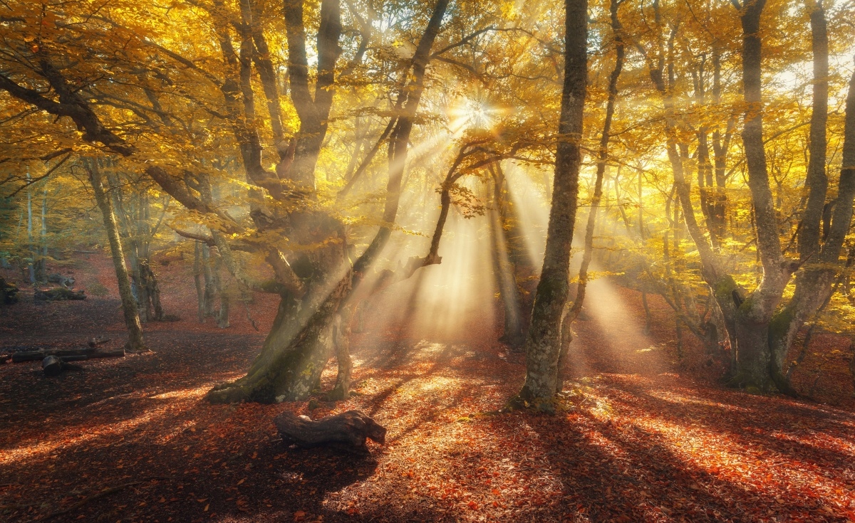 

Fototapeta Flizelinowa Magiczny las 416x254