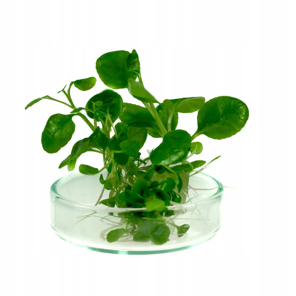 Lobelia Cardinalis In Vitro 2szt Dekoracyjna Roślina do Akwarium