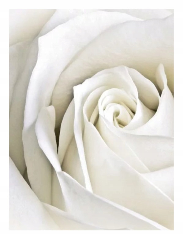Vliesová fototapeta Bílé růže jemnost na stěnách 184x254 lepidlo
