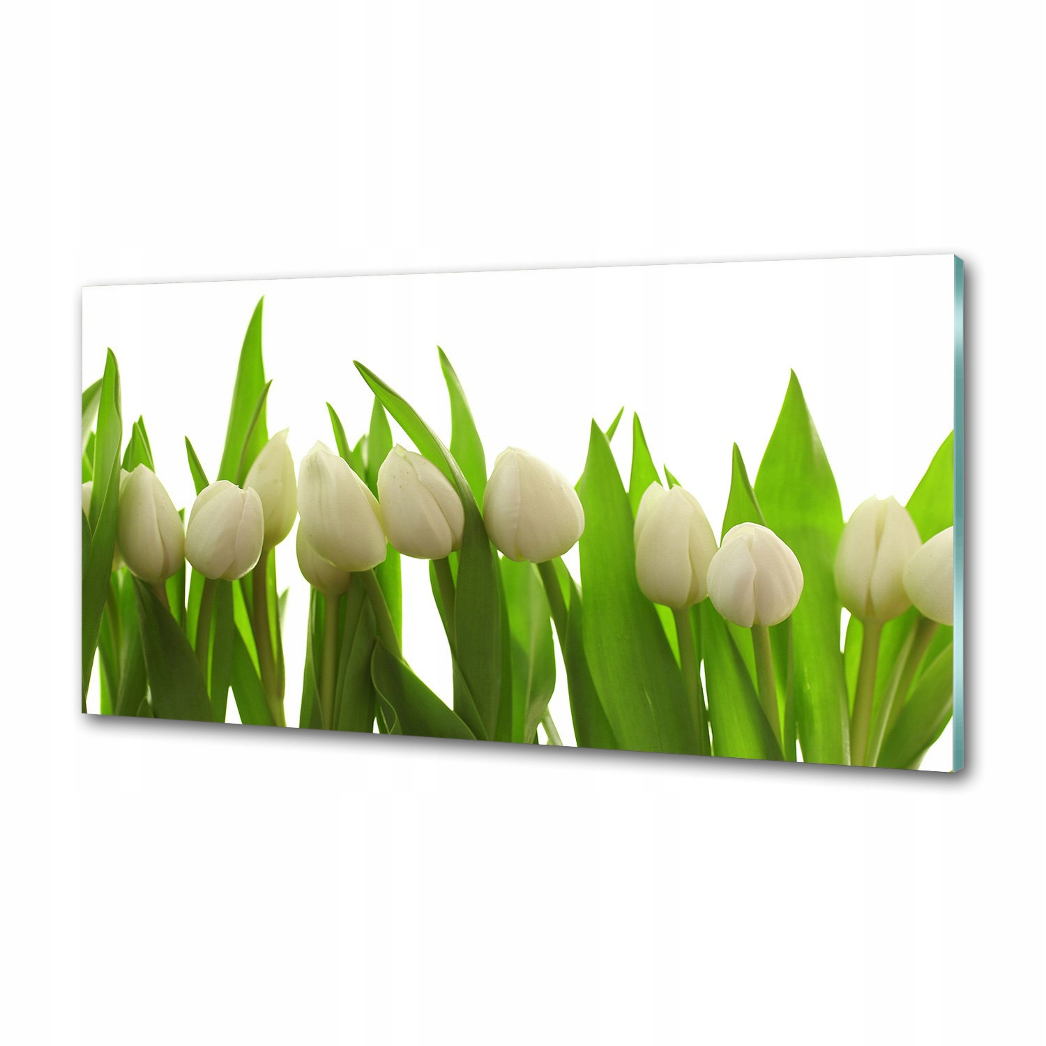 Panel do kuchyne Biele tulipány 120 x 60 cm Lepidlo