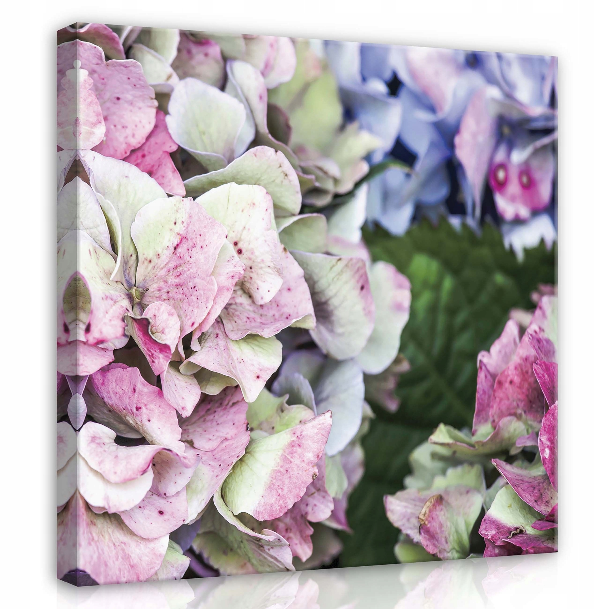 Obraz 80x80 Hortenzie pastelové květiny jemnost klid zátiší příroda
