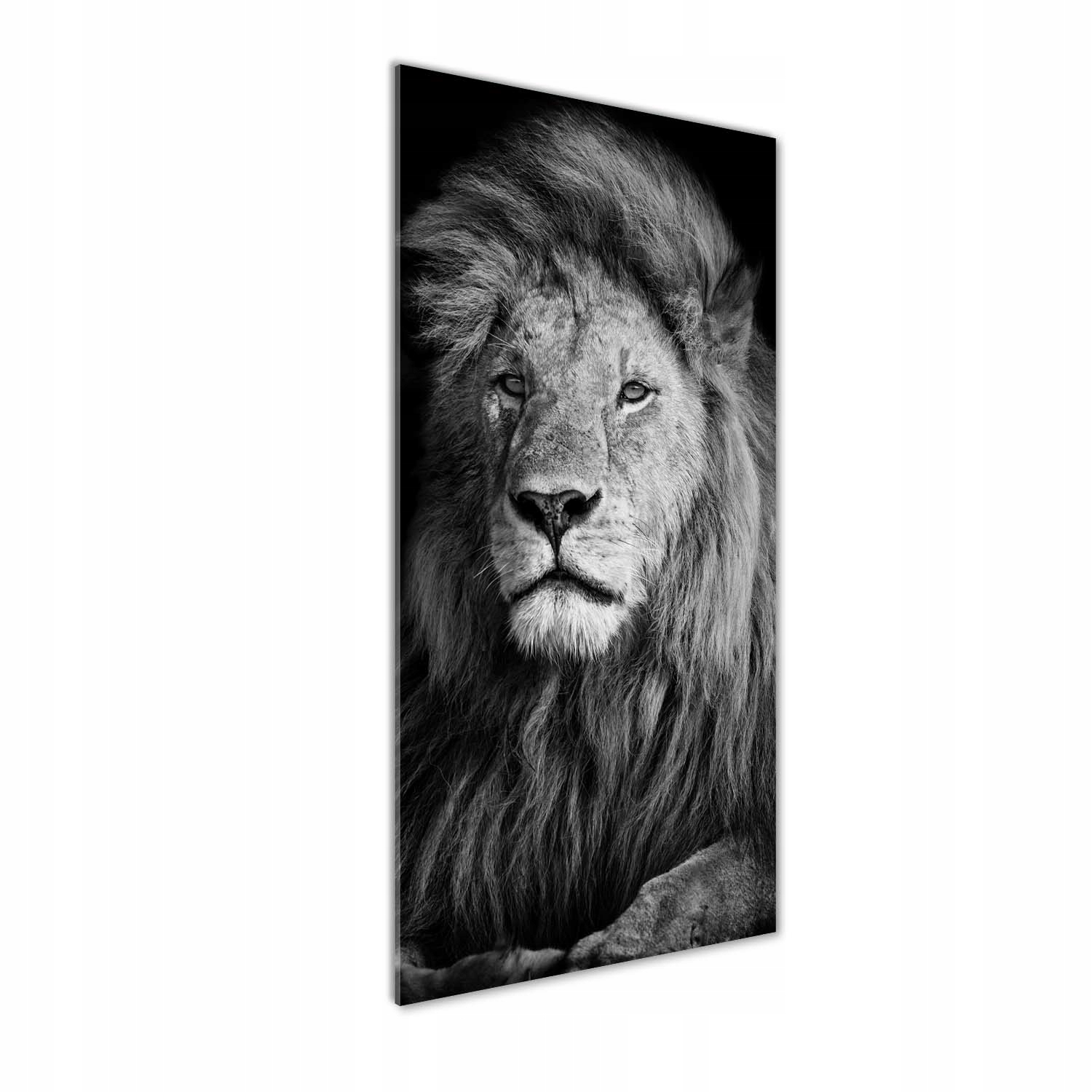 

Nowoczesny fotoobraz akrylowy Portret lwa 50x125cm