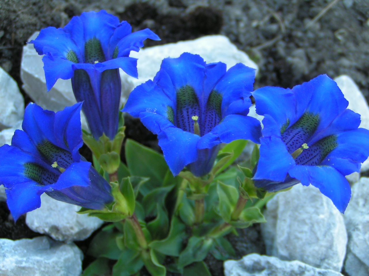 ГОРЕЧАВКА БЕСПЛОДНАЯ-GENTIANA