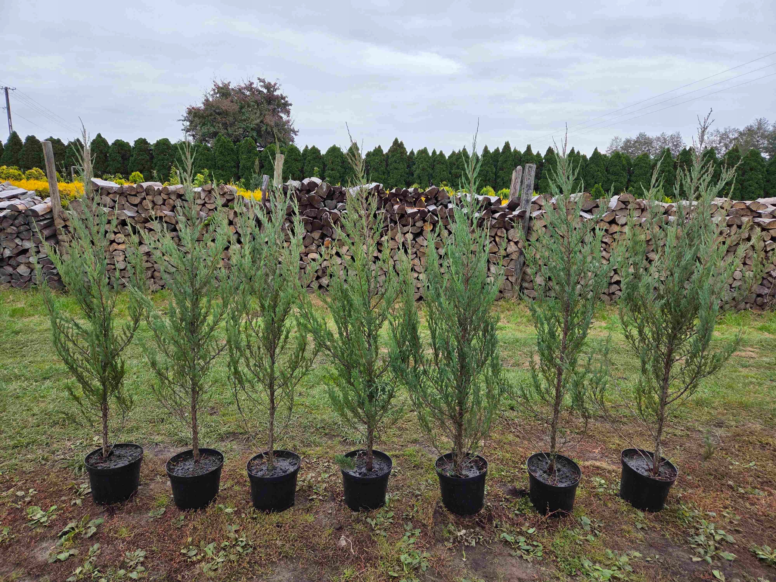 Jałowiec blue arrow 160cm