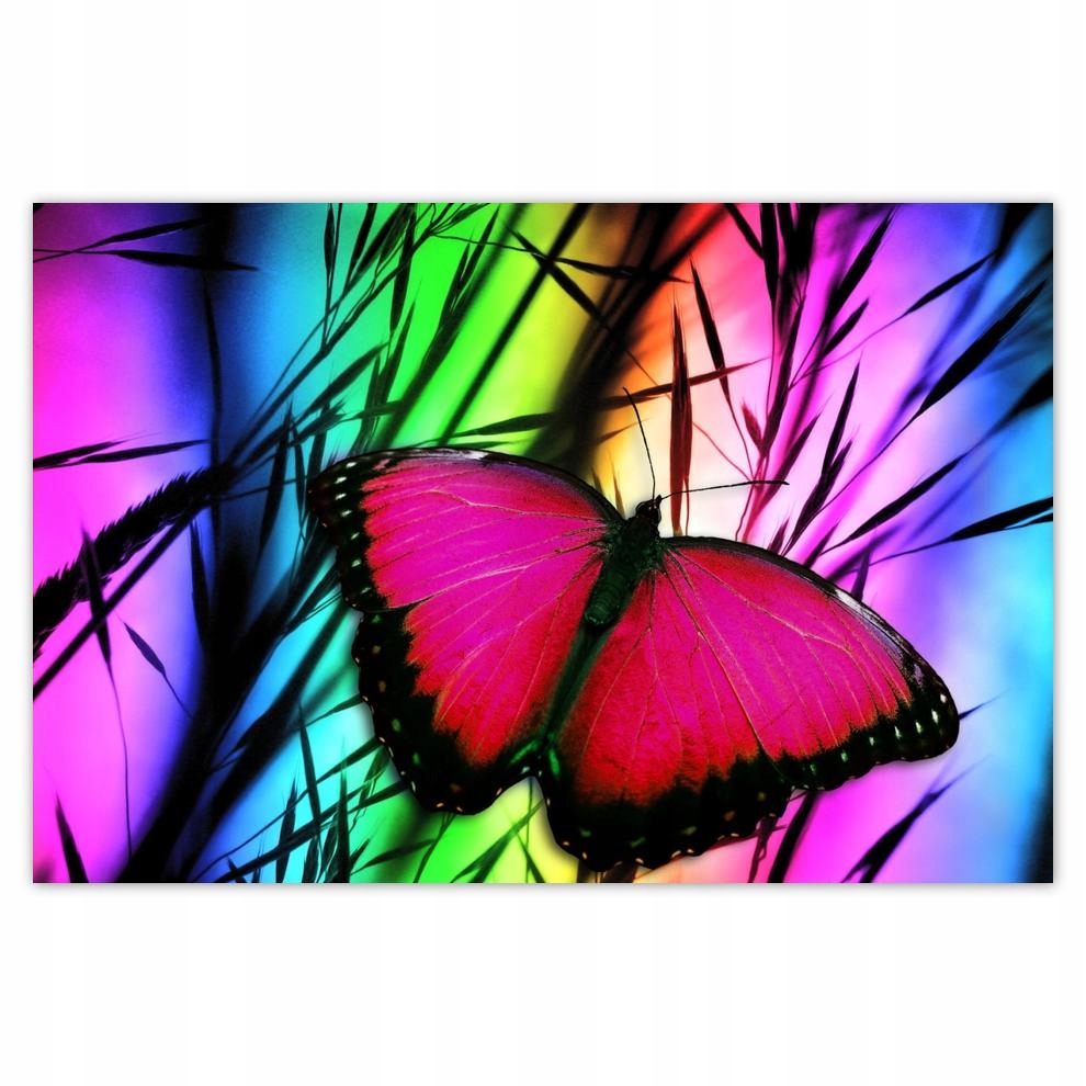 

Plakaty 60x40 Motyl