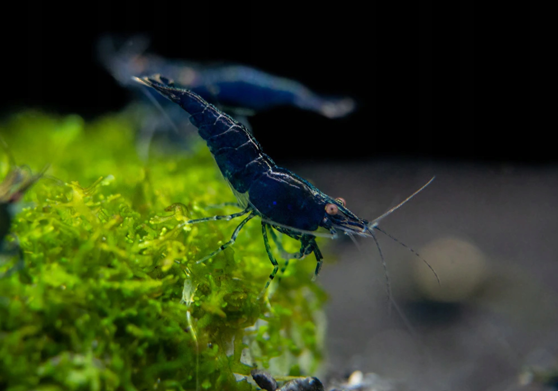 Krewetka BLUE VELVET - Neocaridina - Caridina