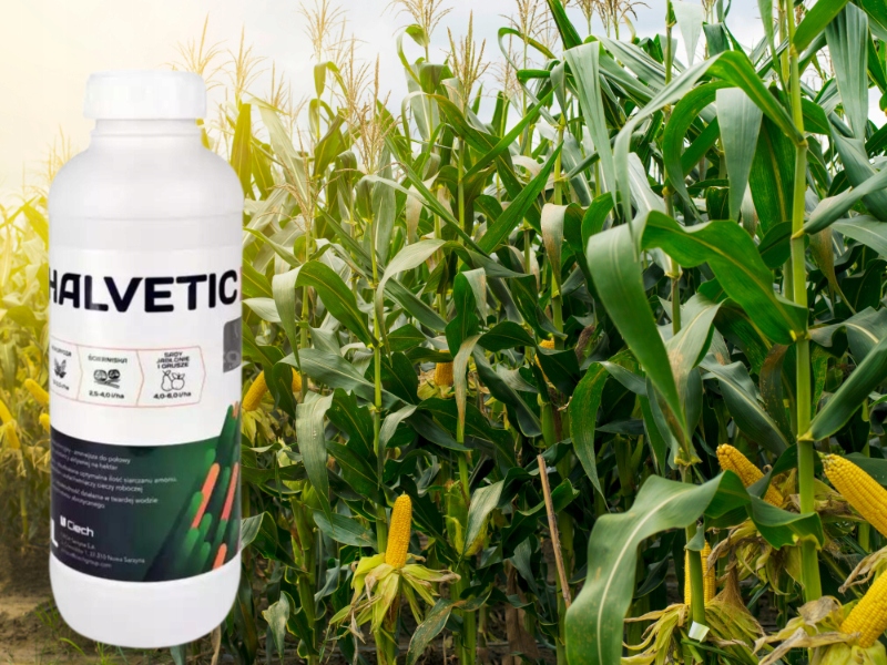 HALVETIC 180SL GLIFOSAT ŚRODEK NA WSZYSTKIE CHWASTY KOSTKA CHODNIK 1L CIECH Producent Ciech