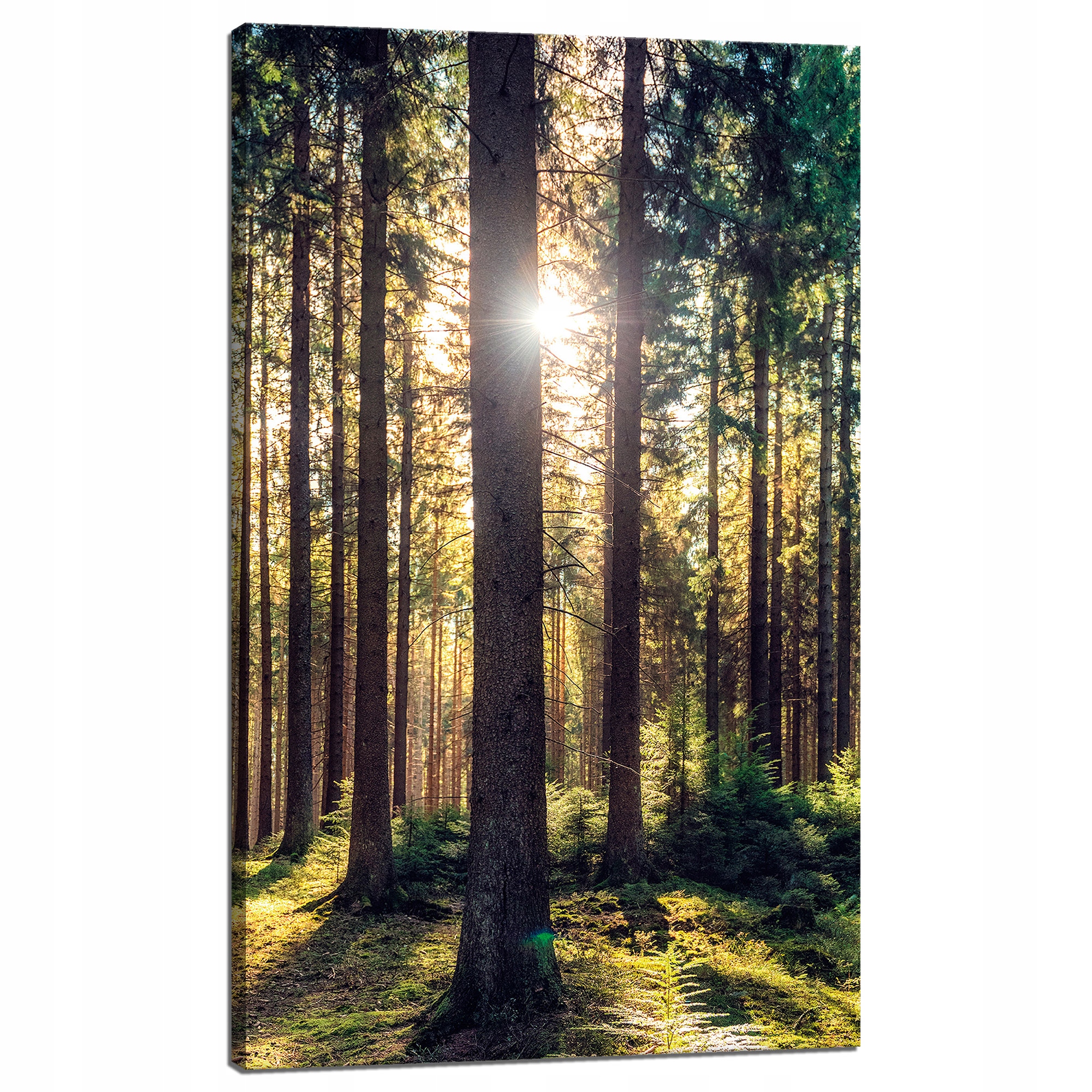 Obraz na plátně Les Slunce Stromy Jaro Ráno 60x100 cm