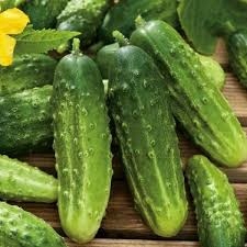 OGÓREK GRUNTOWY - SADZONKA W DONICZCE