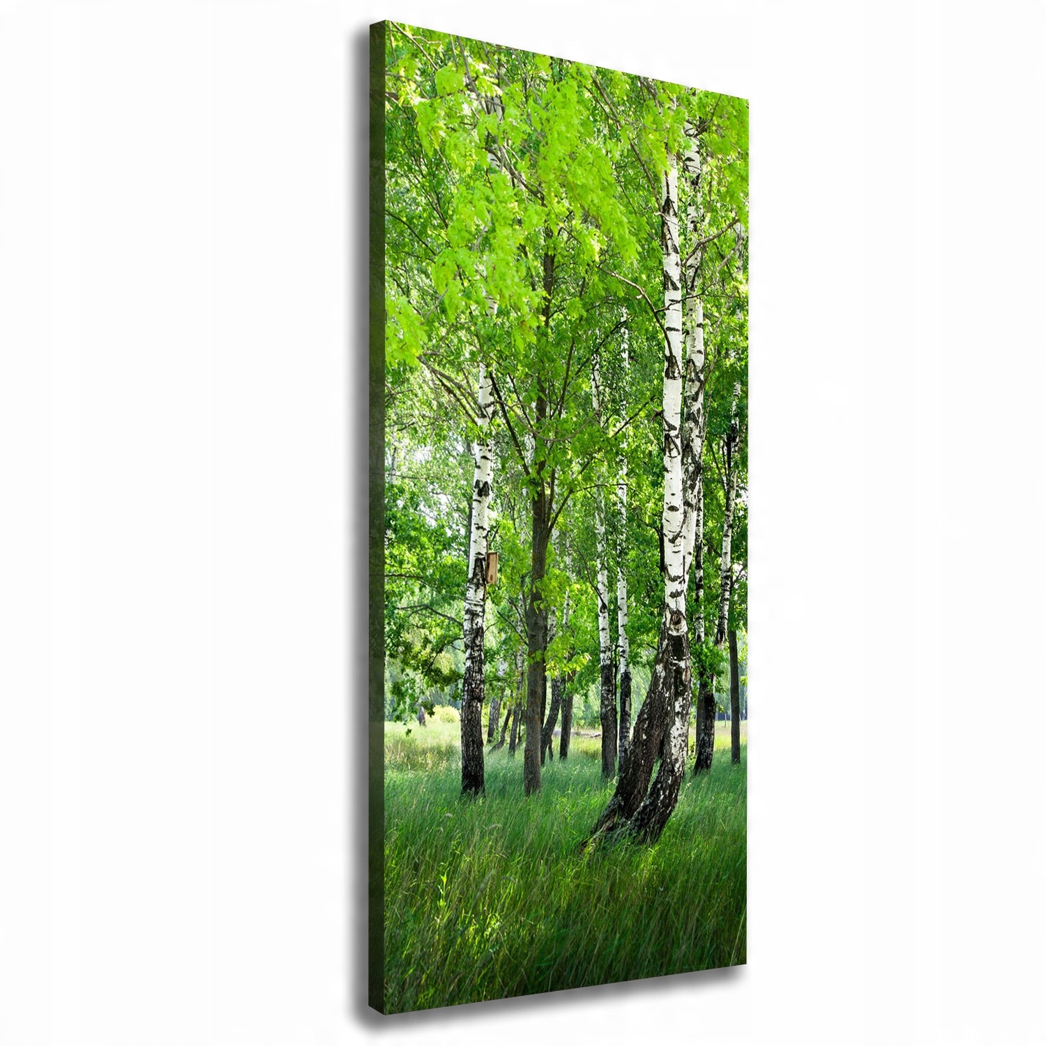 

Foto obraz canvas do salonu Las brzozowy 50x125