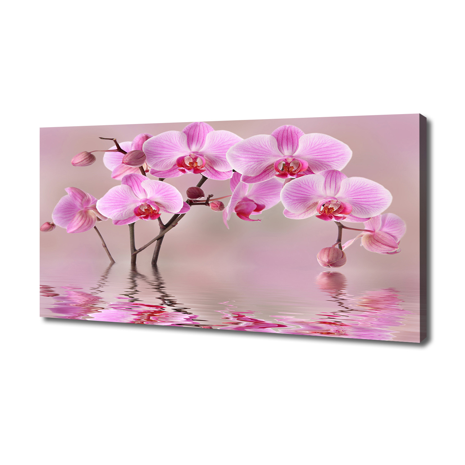 

Foto obraz na płótnie Różowa orchidea 140x70 cm