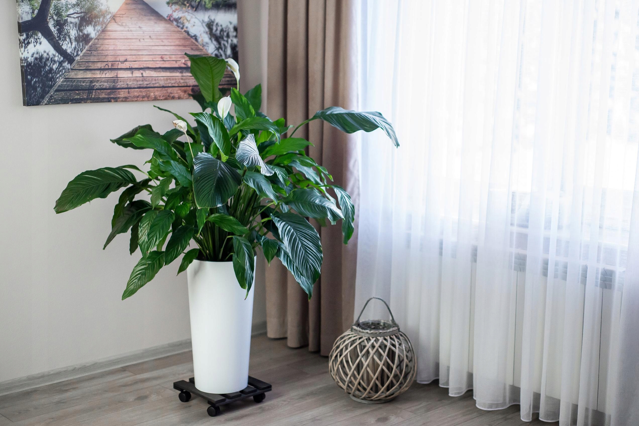 PODEST PODSTAWKA DREWNIANA POD KWIATEK DONICĘ DONICZKĘ NA KÓŁKACH SOLIDNA Wysokość produktu 8 cm