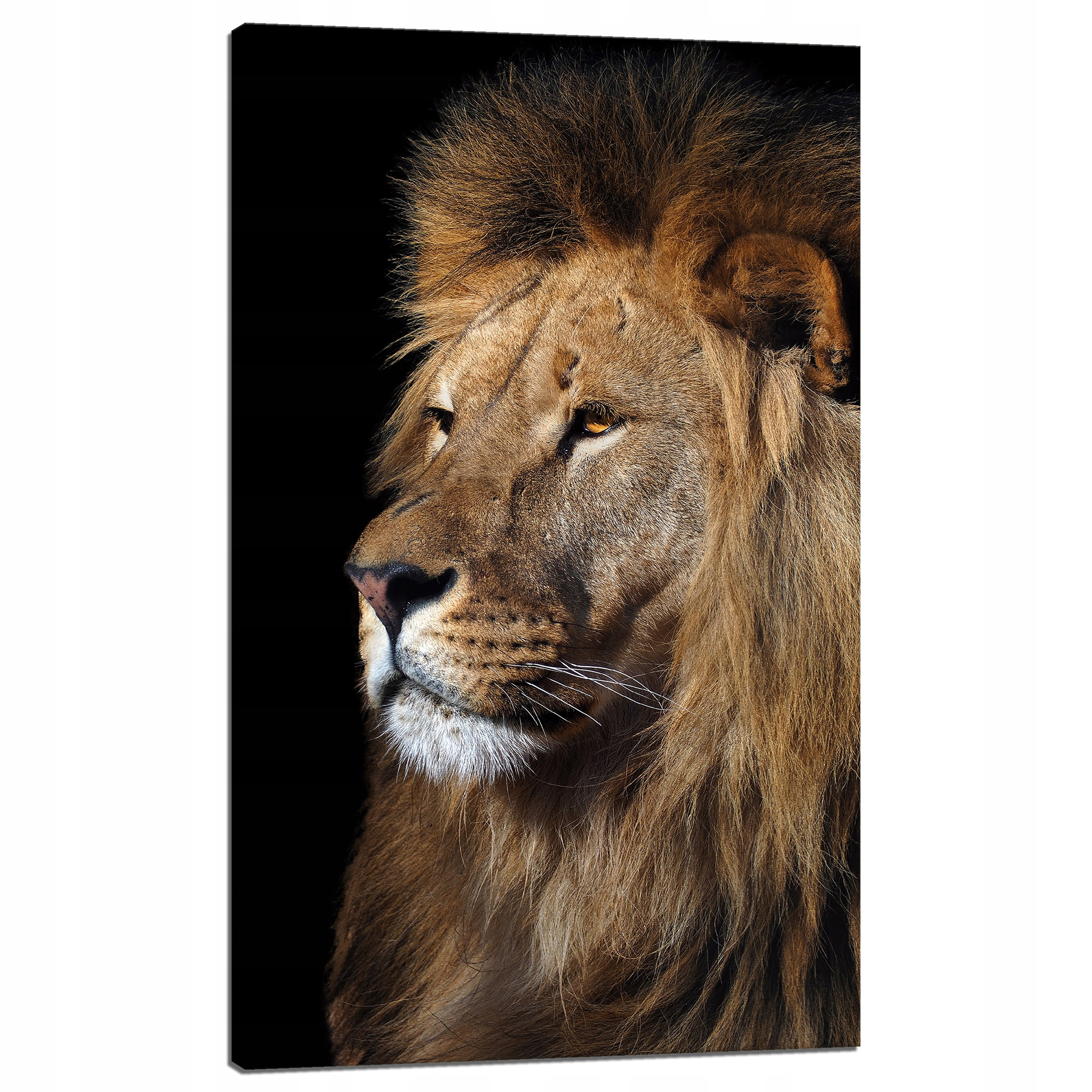 Obraz na plátně Nebezpečný majestátní lev Zvíře 60x100 cm
