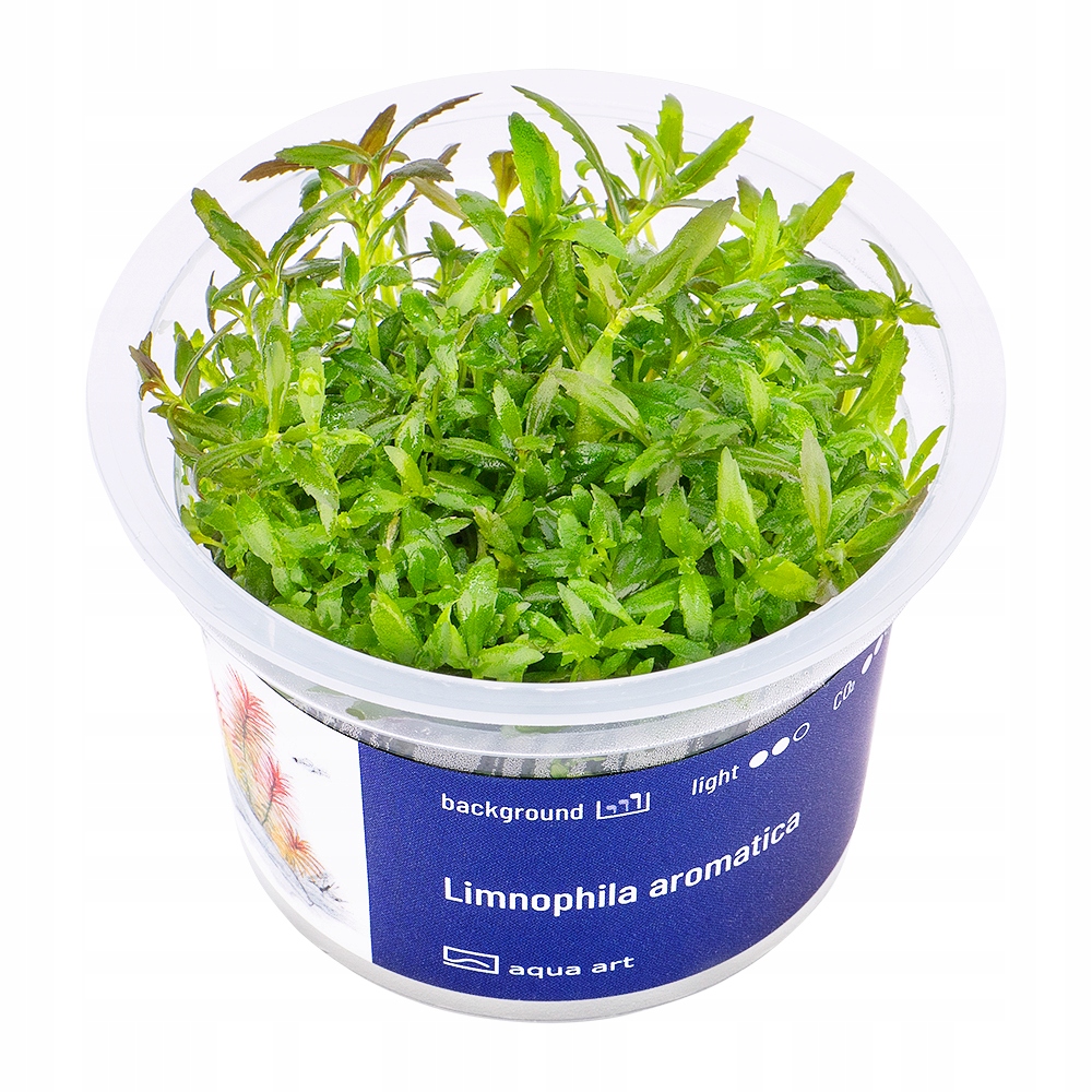 AquaArt Limnophila aromatica ROŚLINA IN VITRO KUBEK 5cm