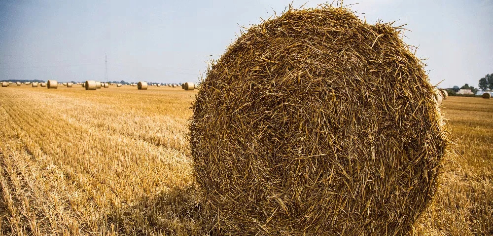 SŁOMA ŚCIÓŁKA DLA KUR DO KURNIKA GRANULAT 7,5 KG Kod producenta Ściółka MIŚ