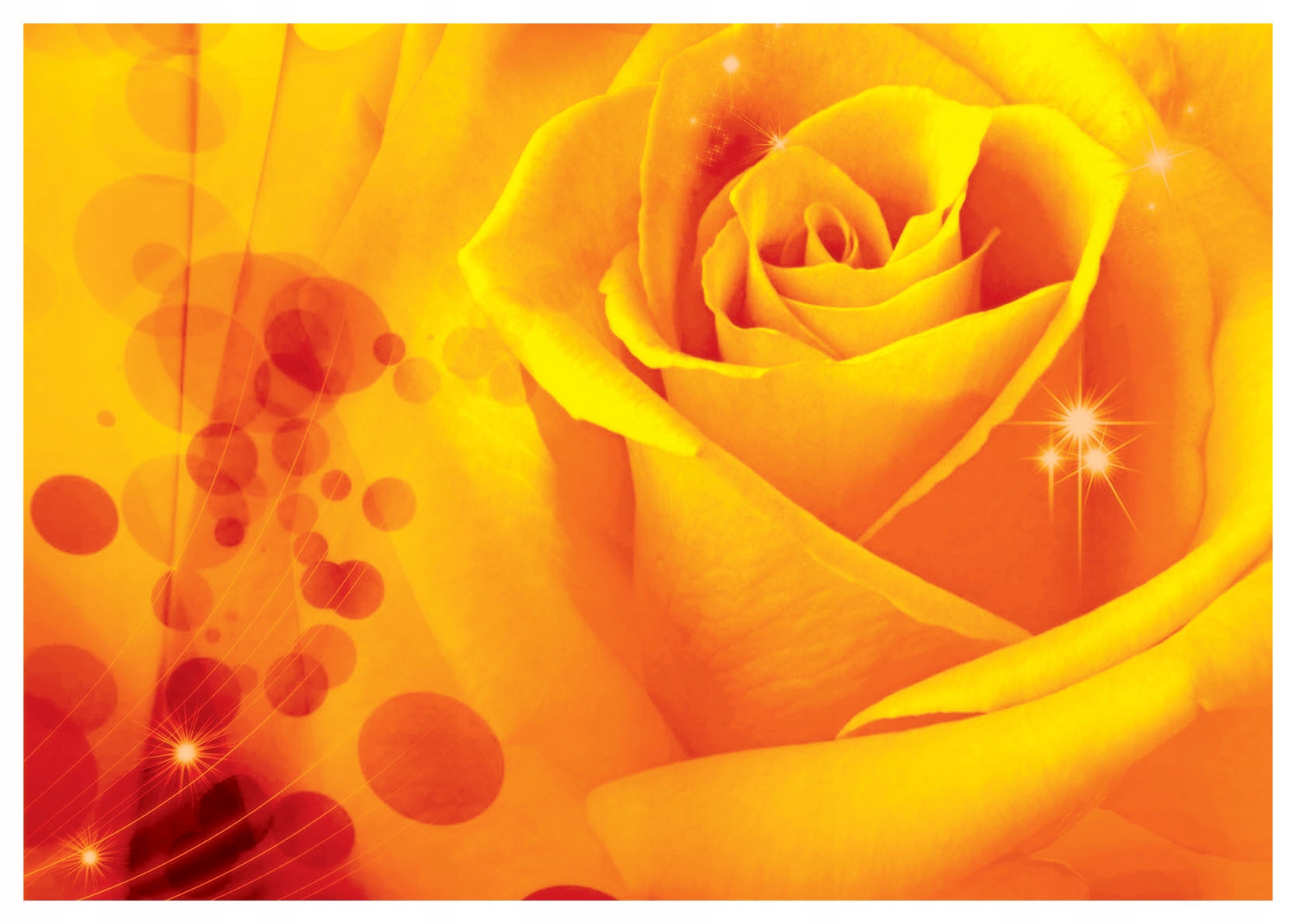 Vliesová fototapeta Žltá ruža jemnosť v každom okvetnom lístku 416x254 lepidlo