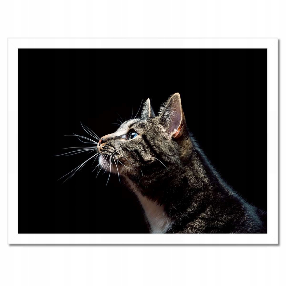 Plakáty v rámu 40x30 Rasová velká kočička kočka