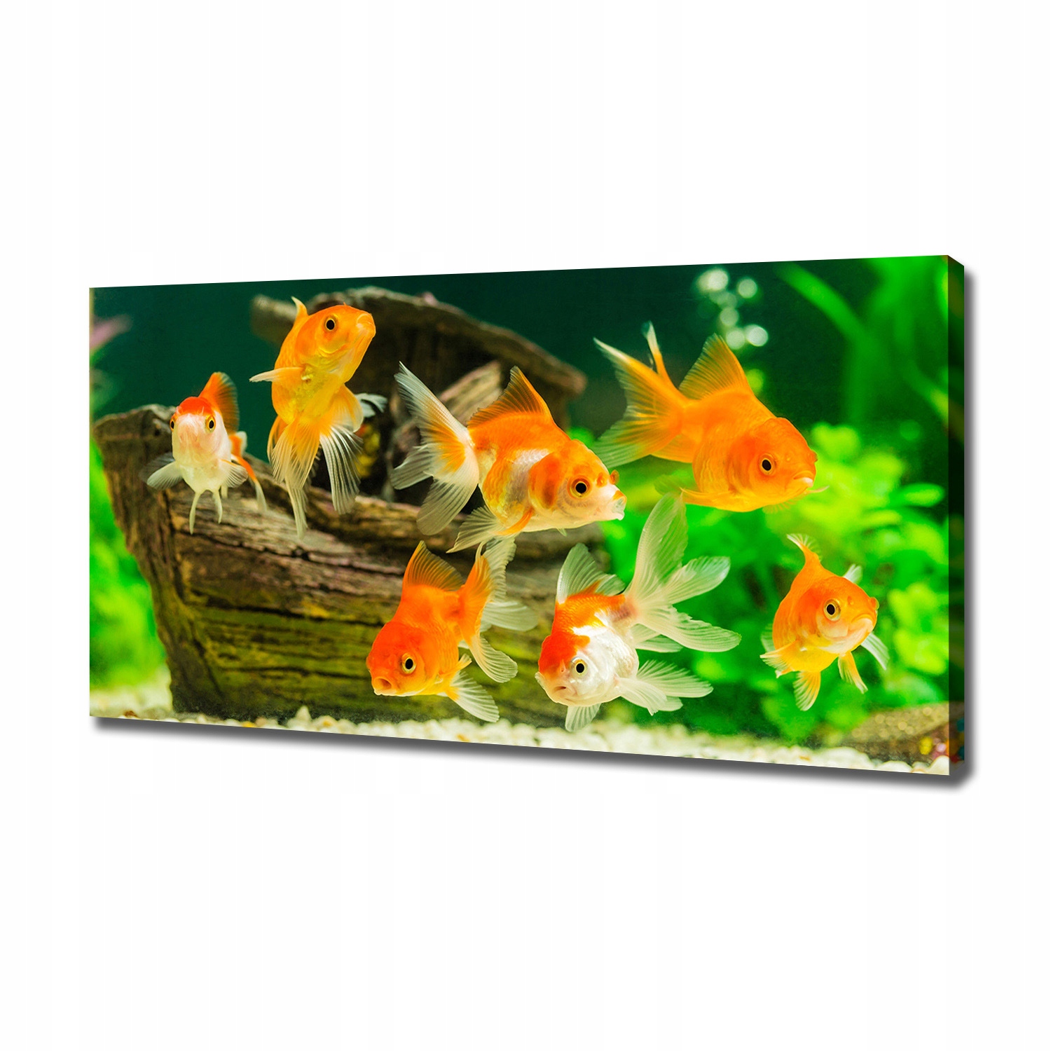 

Foto obraz canvas na ścianę Złote rybki 120x60 cm