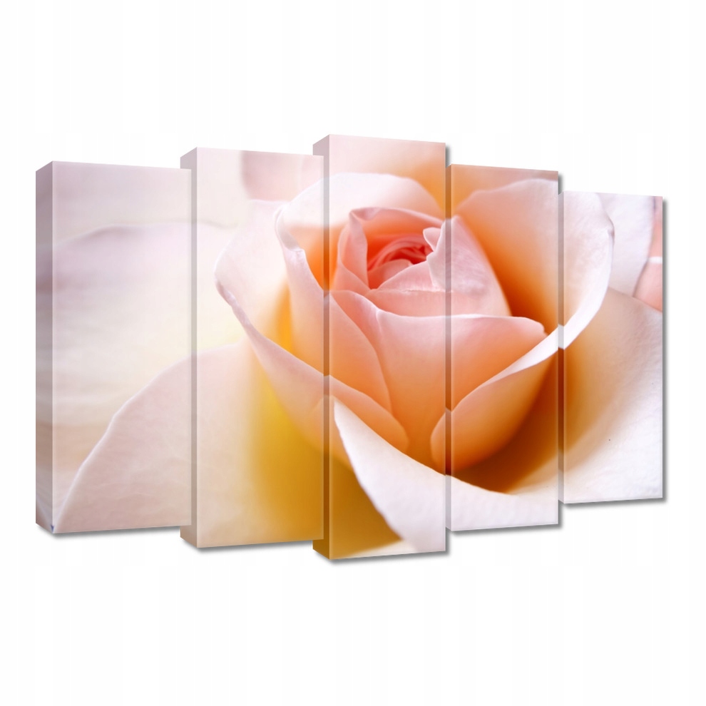 

Obrazy 70x50 Subtelna różyczka