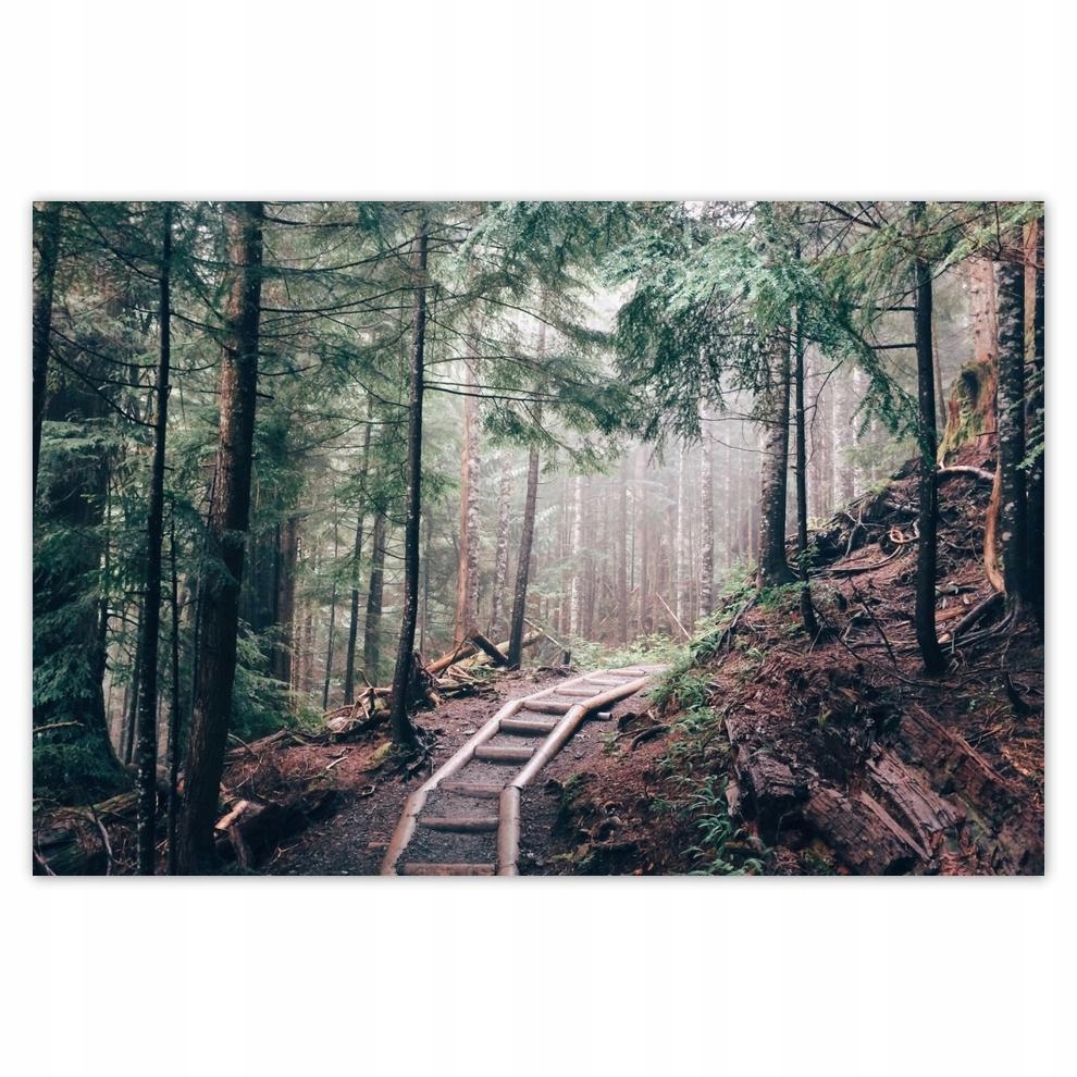 

Plakaty 60x40 Leśna ścieżka