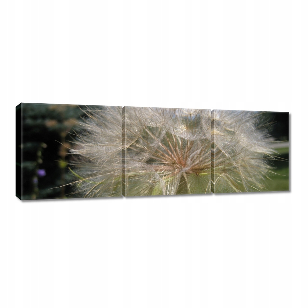 

Obrazy 60x20 Dmuchawiec Kwiat Kwiatki
